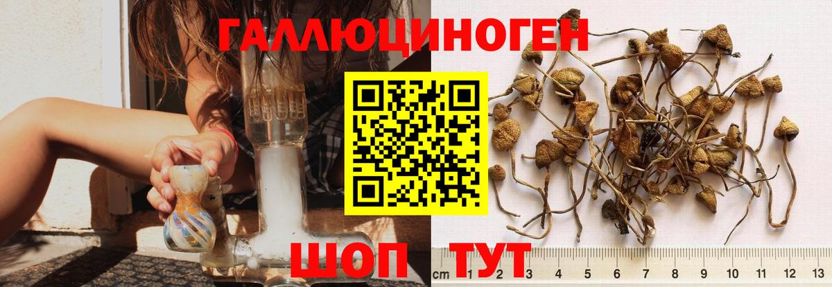 цены наркотик  Ртищево  Псилоцибиновые грибы GOLDEN TEACHER 